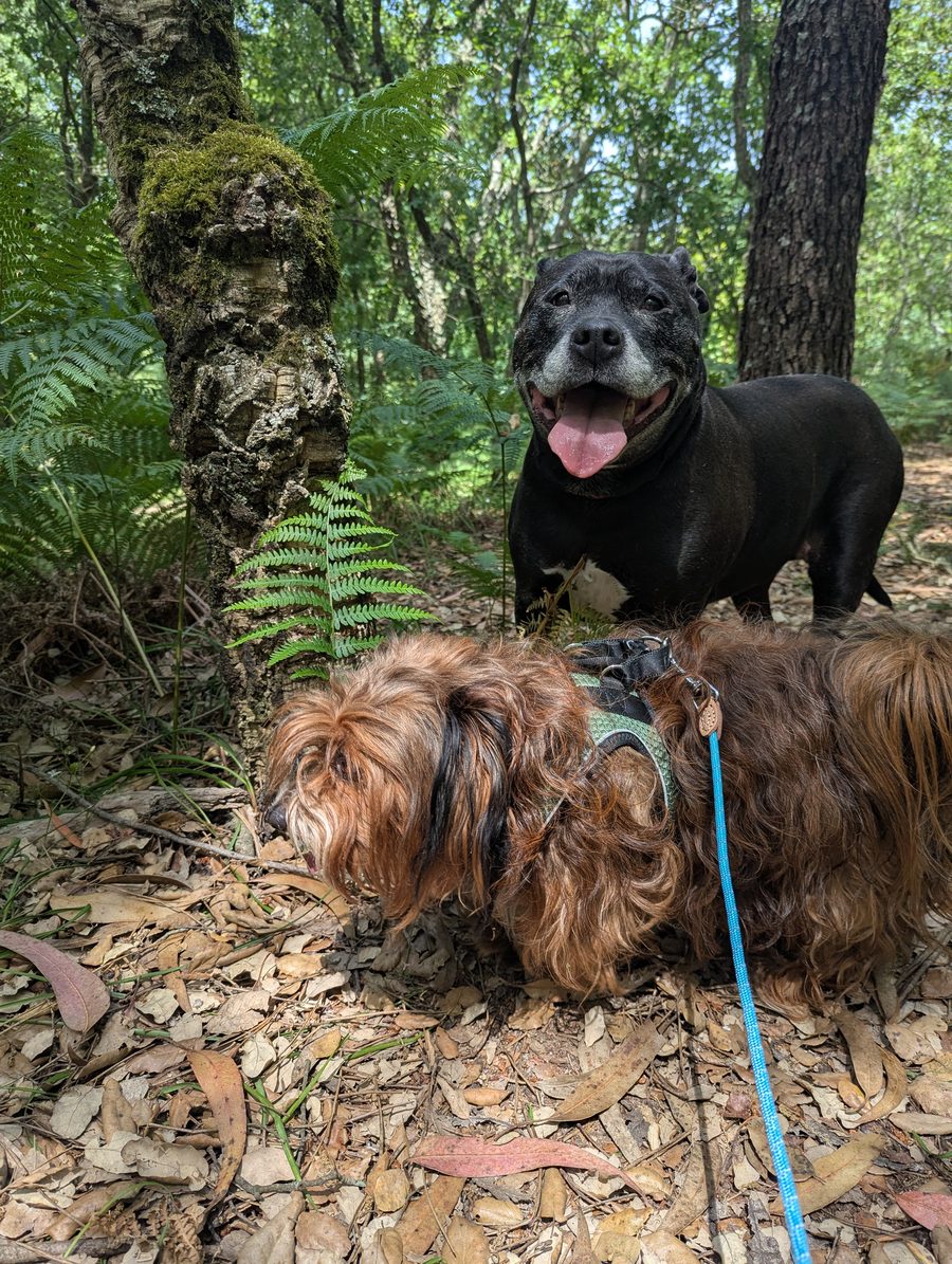 Two dogs on a shaded woodland trail in the Algarve, one sniffing the ground
