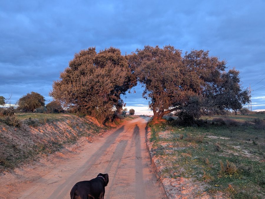 A quiet dirt path under an arching cork tree at dusk in the Algarve