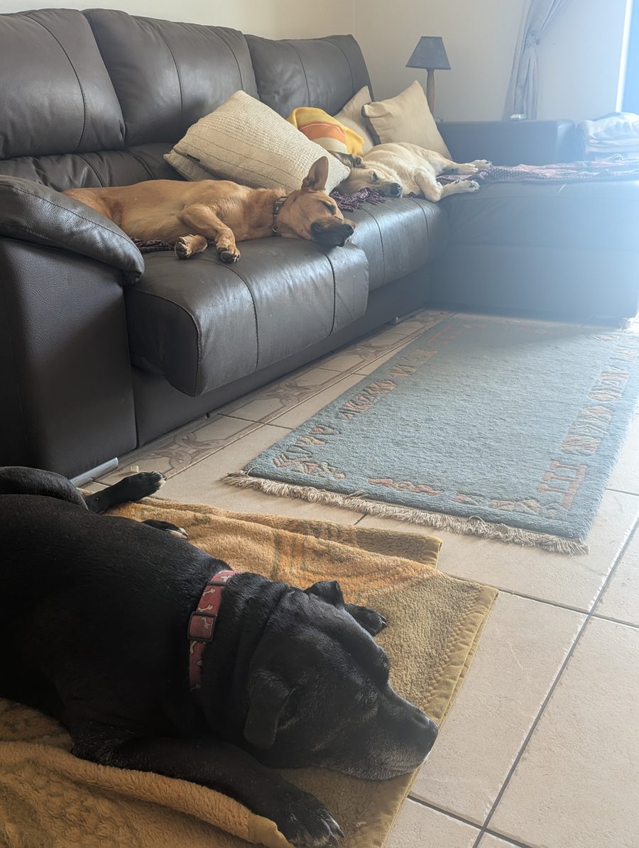 Three dogs asleep indoors after a morning out, at Paws Peradise in Pêra, Algarve