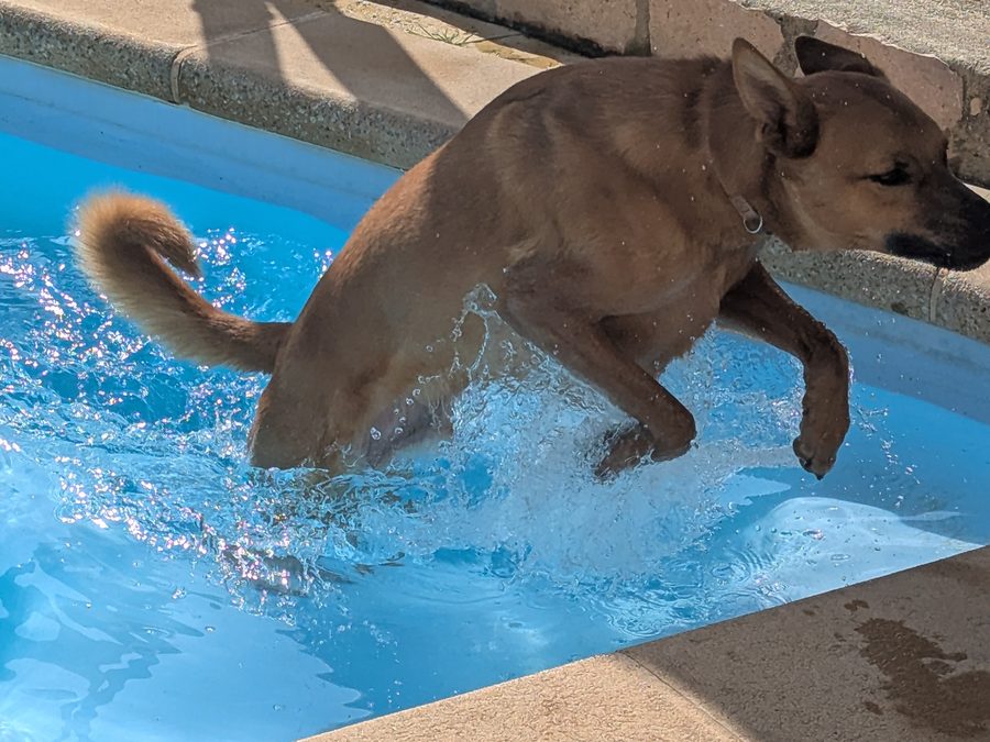 A dog leaping out of a pool, cooling off in the Algarve summer