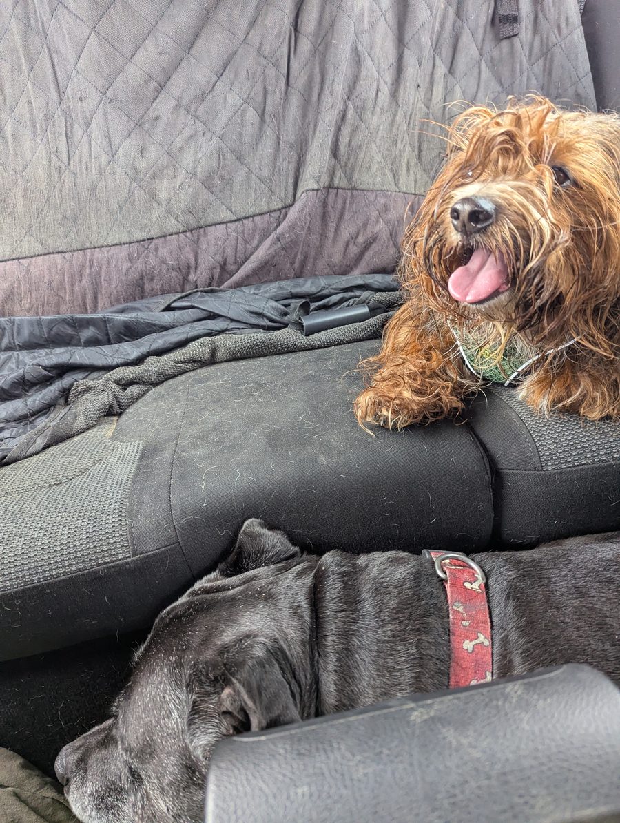 Two dogs settled in the back seat on their way to Pêra, Algarve