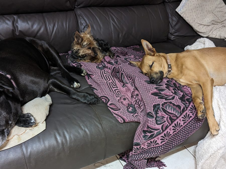 Three dogs asleep together on a sofa, settled and calm